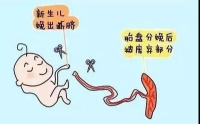 賽福特   自由體位  分娩鎮痛